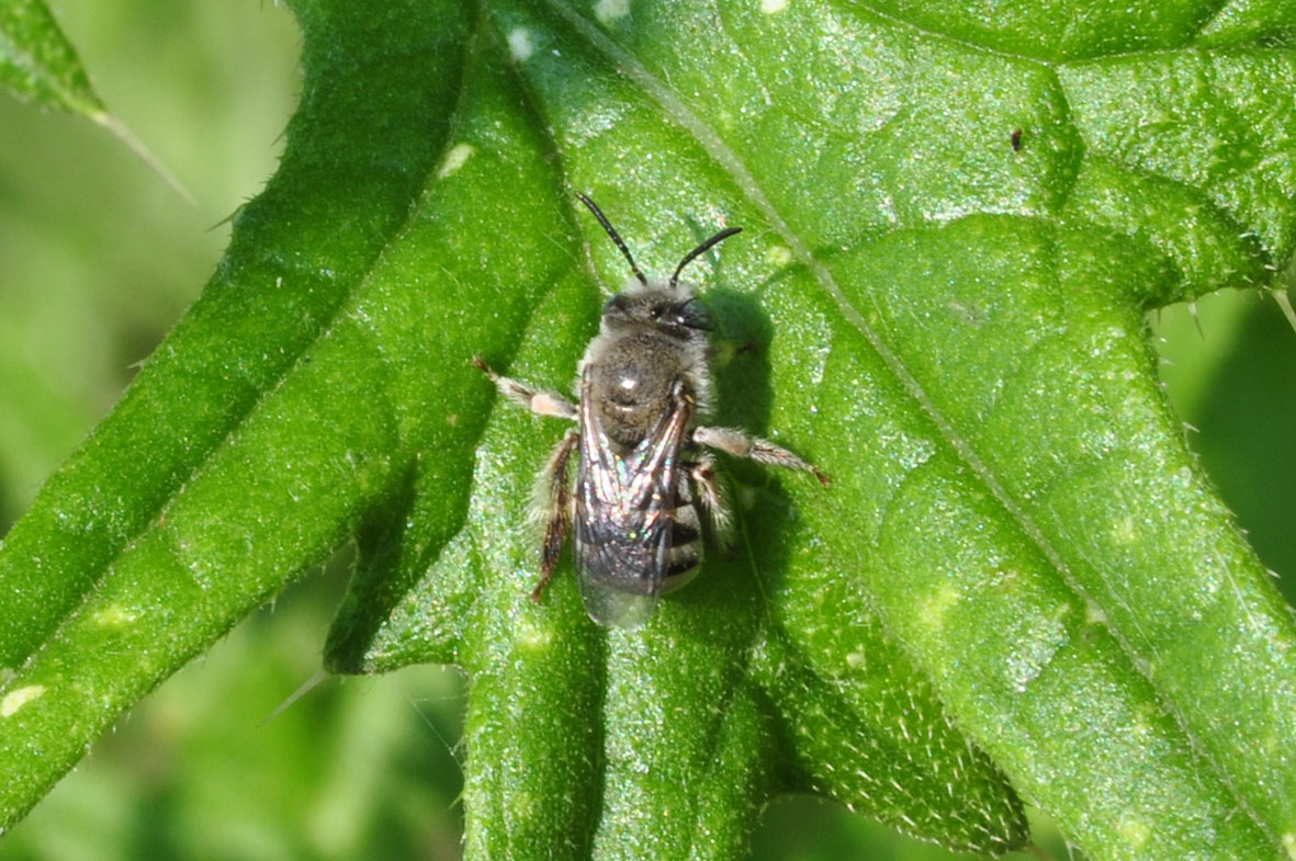 Apidae: cfr. Tetralonia sp., femmina